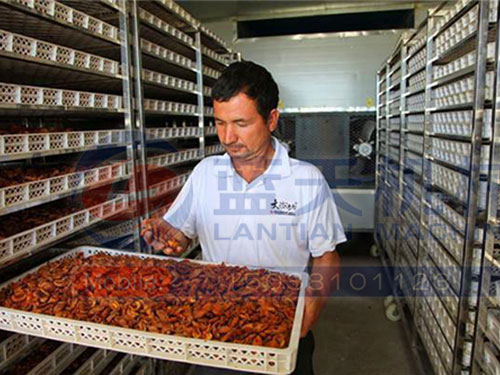 新疆杏干烘干機用戶現場