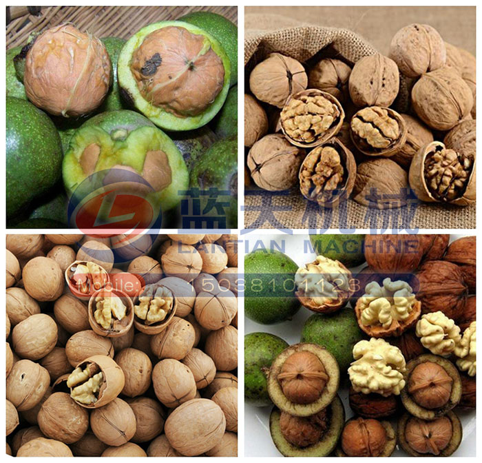 核桃烘干機烘干效果